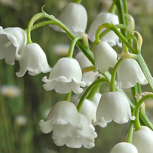 Lily The Valley Flower Seeds
