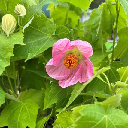 Pink Abutilon Flower Seeds