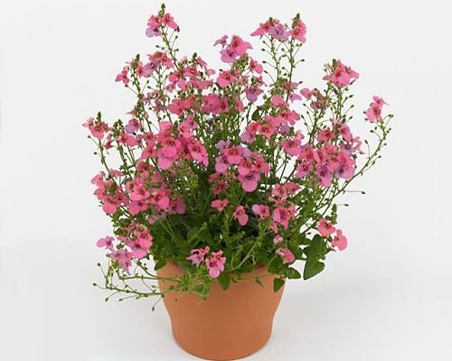 Pink Diascia Flowers Seeds