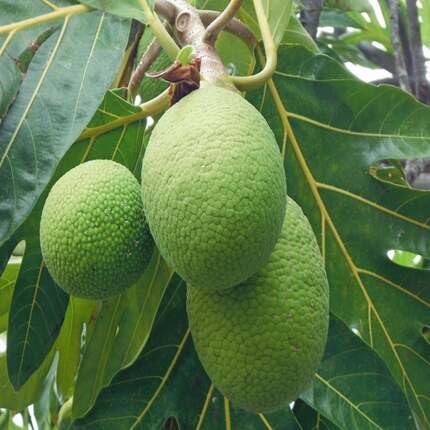 breadfruit fruit green Fruit Seeds for Home Planting Premium Germination Healthy Harvest Growing