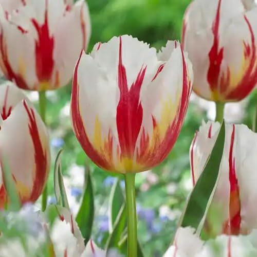 Red pc White Tulip Flower Seeds