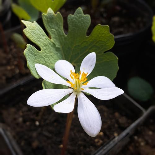 Sanguinaria Canadensis Flower Seeds