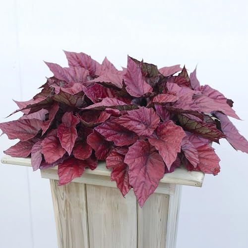 Pink Begonia Rex Flowers Seeds