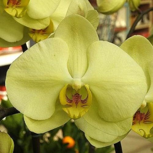 Green Phalaenopsis Flower Seeds