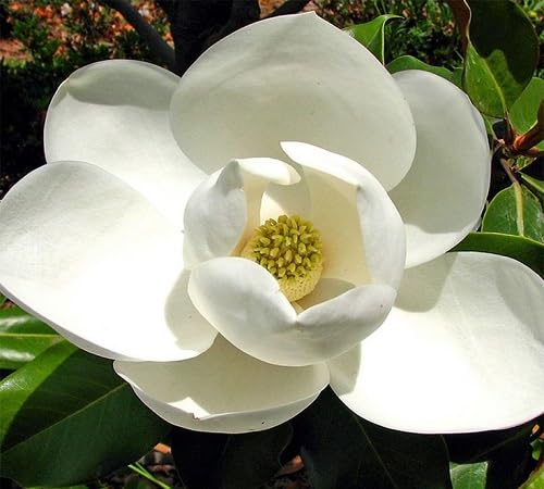 White Perennial Magnolia Flower Seeds