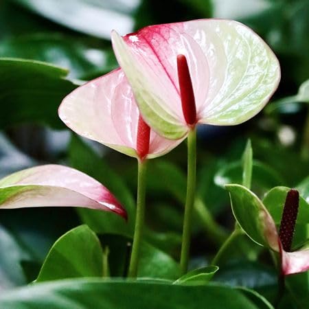 Pink White Anthurium Flower Seeds