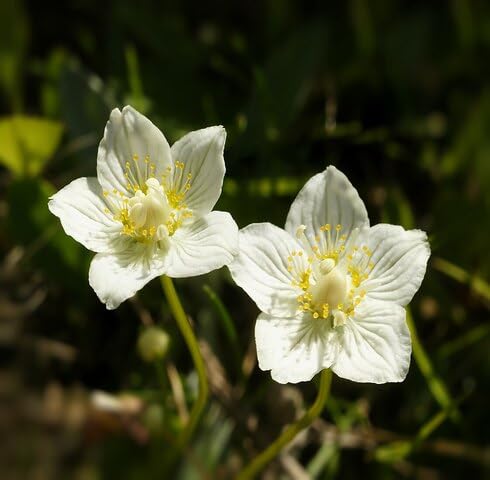 White Parnassia Palustris Flower Seeds