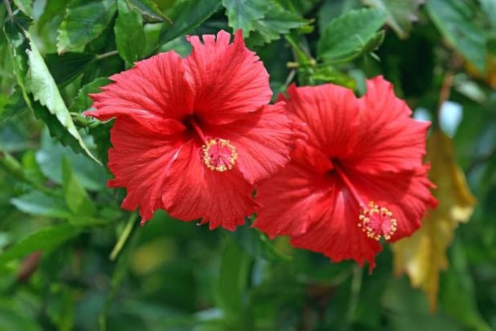 Hibiscus Flower