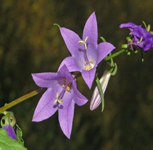 Purple rapunculoides Flower Seeds