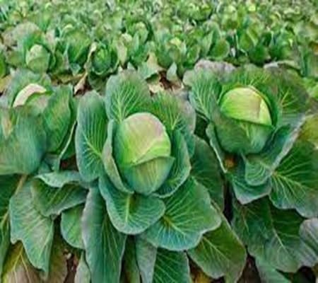 Cabbage vegetable seeds - Heirloom, Organic, Non Gmo Garden Seeds for kitchen garden planting