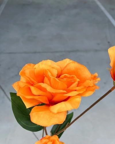 Orange lisianthus Flower Seeds