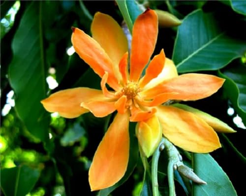 Orange Michelia Alba fruit seeds for organic garden planting