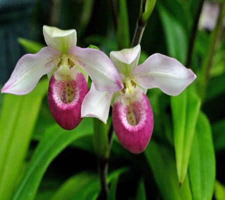 Lady's Slipper Flower Seeds