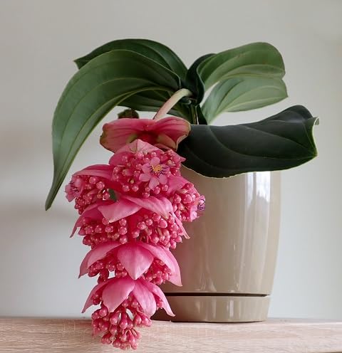 White Medinilla Magnifica Flower Seeds