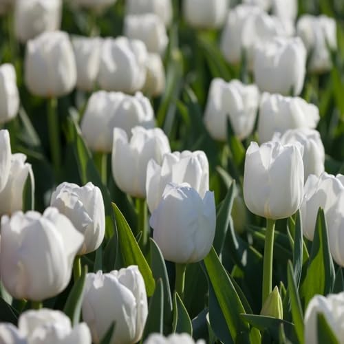 White pc Tulip Flower Seeds