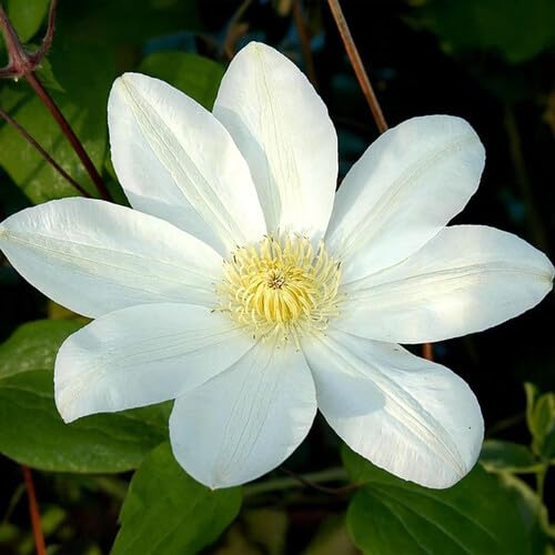 White Giant Clematis Flower Seeds