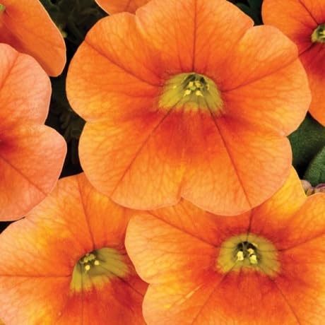 Orange Petunia Flowers Seeds
