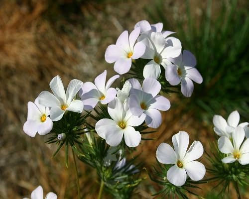 White Phlox Flower Seeds