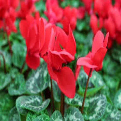 Red Cyclamen Flower Seeds