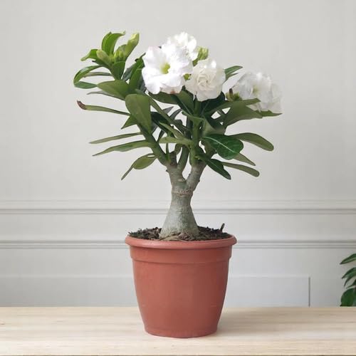 White Adenium Obesum Flower Seeds