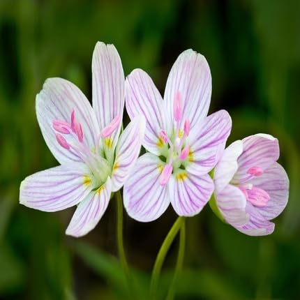 Claytonia Flower Seeds