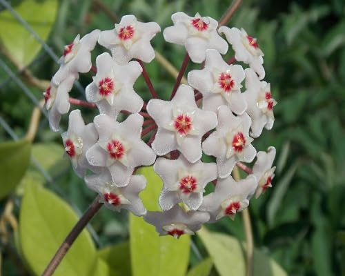 white carnosa flower seeds