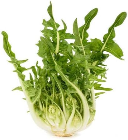 Green Puntarelle vegetable seeds - Heirloom, Organic, Non Gmo Garden Seeds for kitchen garden planting