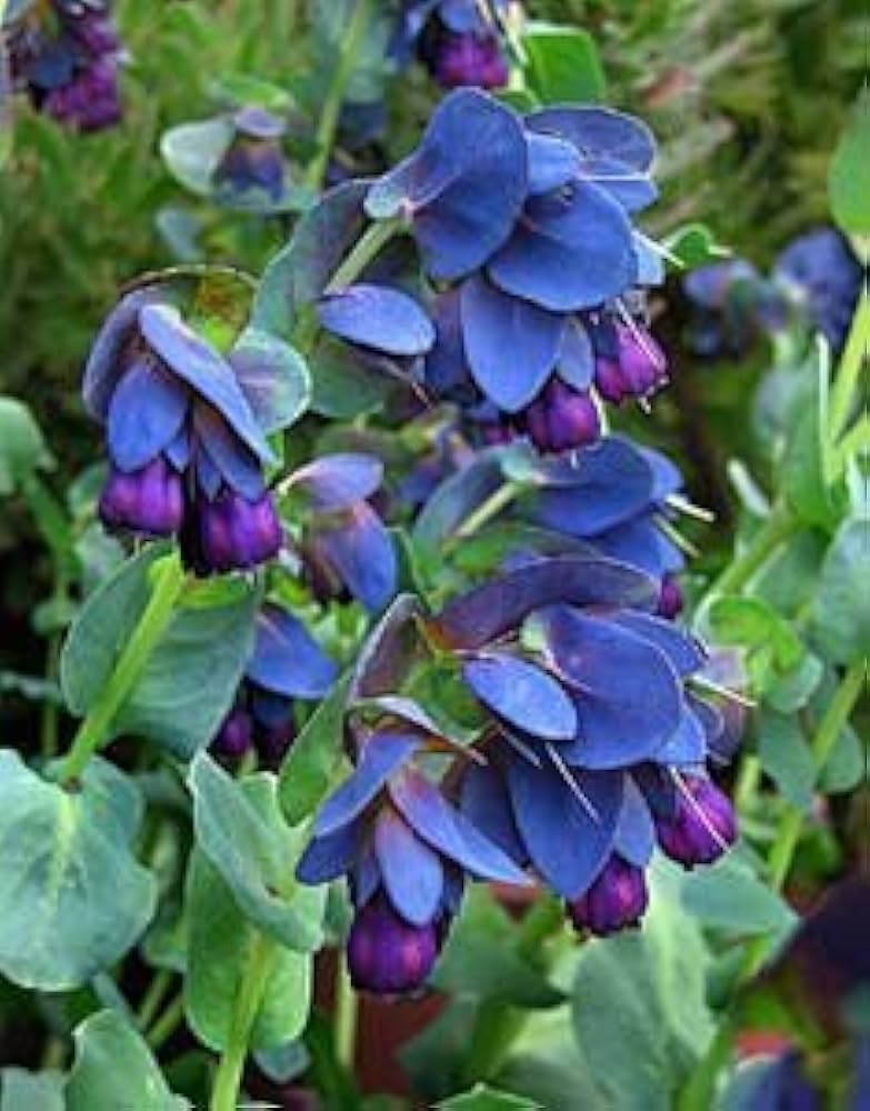 Blue Purple Heirloom Cerinthe Honeywort Main Purpurasces Shrimp Plant Wax Flowers Garden Decor