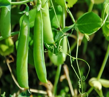 Pea vegetable seeds for Home Gardening, Organic Raised Bed Garden Favorite Premium for kitchen garden planting