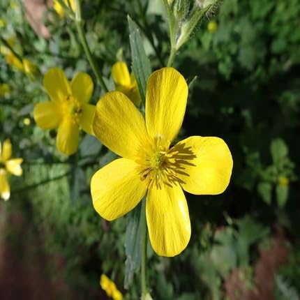 Yellow Cortusifolius Flower Seeds