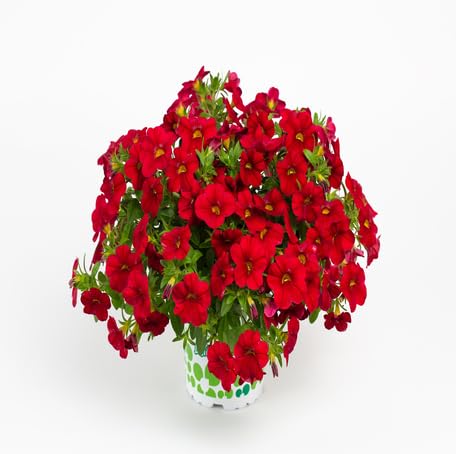 red calibrachoa flower seeds