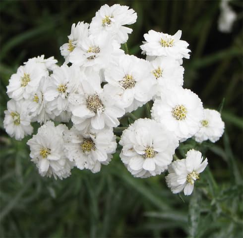 White Ptarmica Flower Seeds