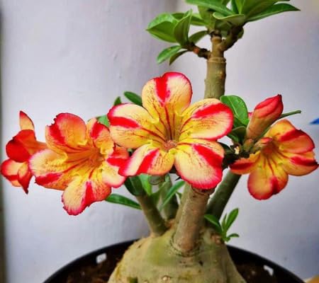 adenium flower seeds flower