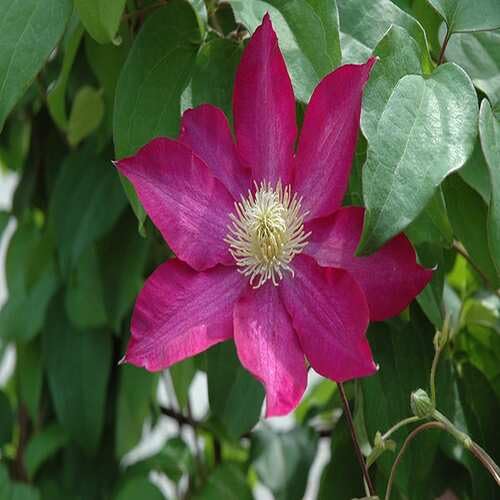 Pink Giant Clematis Flower Seeds