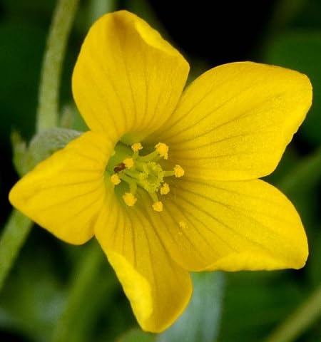 Red White Oxalis Flower Seeds