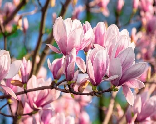 Magnolia Flower Seeds