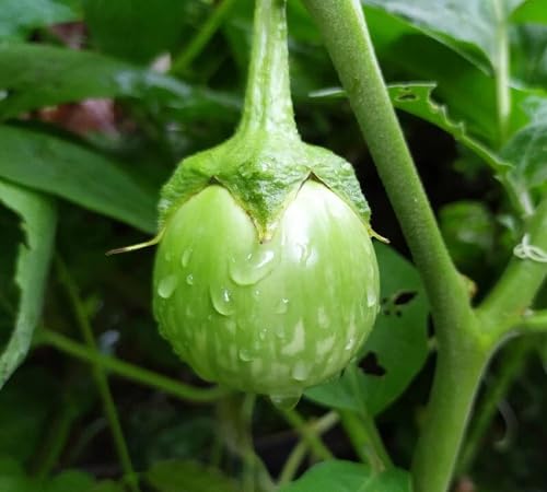 Brinjal Seeds,Purple vegetable seeds for Home Gardening, Fast Growing Home Garden Variety for kitchen garden planting