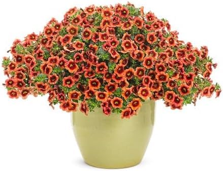 Orange Calibrchoa Flower Seeds