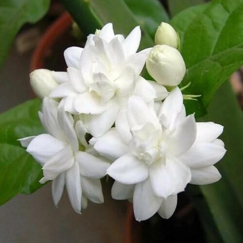 White Jasmine Flower Seeds