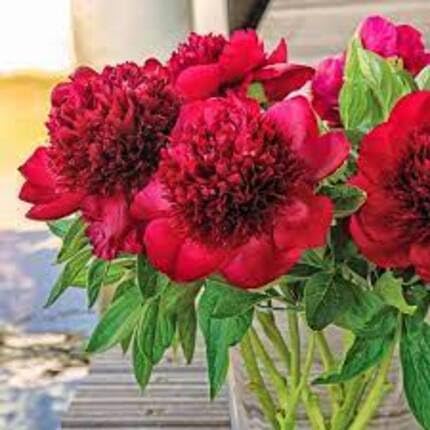 Red Peony Flower Seeds