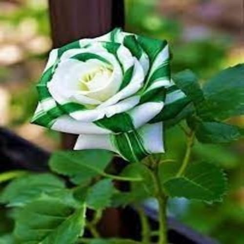 White Green Rose Flower Seeds