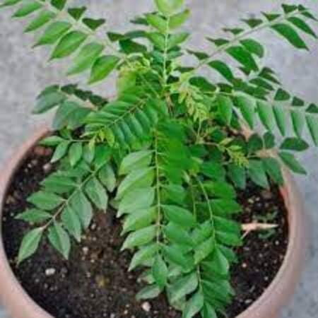Curryleaf vegetable seeds - Heirloom, Organic, Non Gmo Garden Seeds for kitchen garden planting
