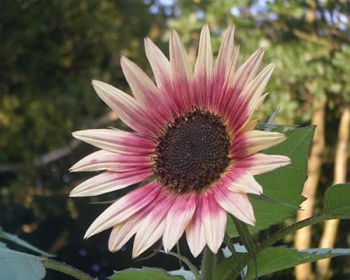 Pink White Soulangiana Flower Seeds