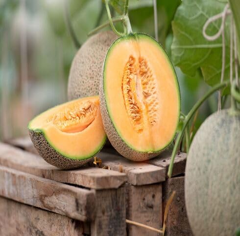 Orange Cantaloupe fruit seeds for organic garden planting