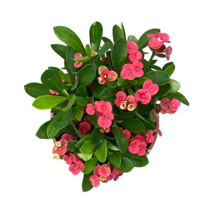 Red Milii Flower Seeds