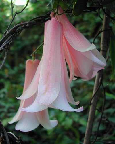 Pink Lapageria Flower Seeds