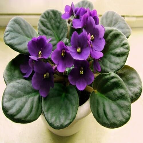 Violet Saintpaulia Flower Seeds
