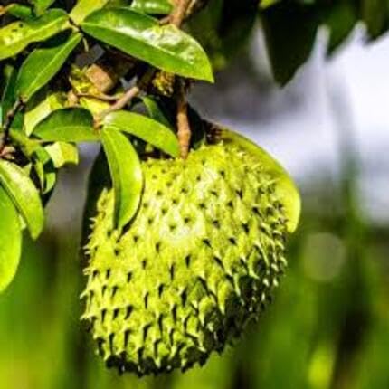 durian fruit green Fruit Seeds organic garden seeds