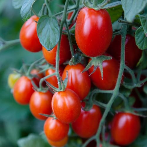 Red Grape Tomato vegetable seeds for Home Gardening, Healthy Seasonal Vegetable Planting for kitchen garden planting