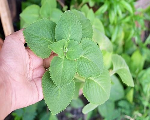 Green Cuban Oregano Vegetables Seeds vegetable seeds - Heirloom, Organic, Non Gmo Garden Seeds for kitchen garden planting